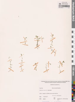 MAG 0002733