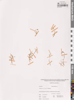 MAG 0002752