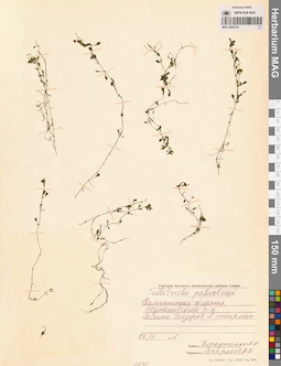 MAG 0002783
