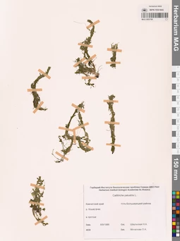 MAG 0002789