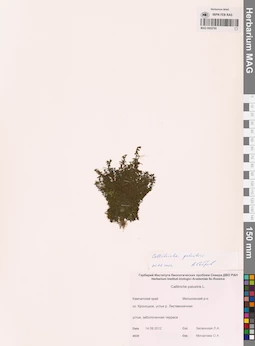 MAG 0002795