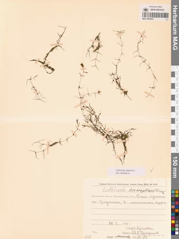 MAG 0002802
