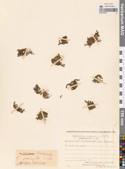 MAG 0002807