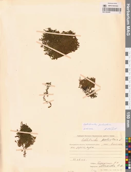 MAG 0002809