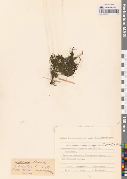 MAG 0002810