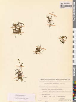 MAG 0002815