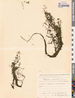 MAG 0002816