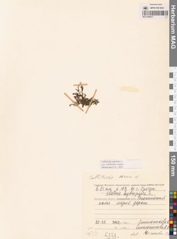 MAG 0002817