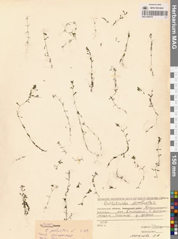 MAG 0002818