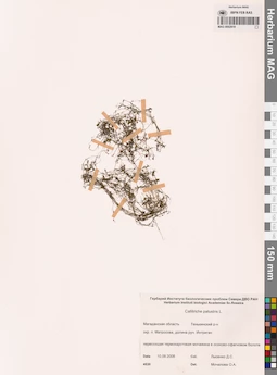 MAG 0002819
