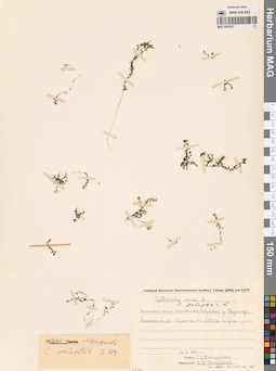 MAG 0002827