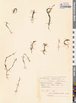 MAG 0002837