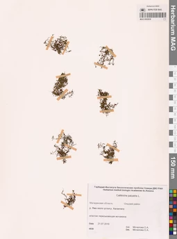 MAG 0002838