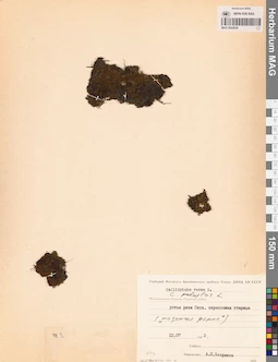 MAG 0002839