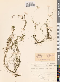 MAG 0002841