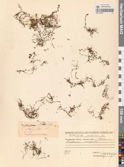 MAG 0002843