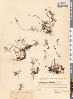 MAG 0002844