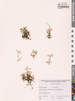 MAG 0002845