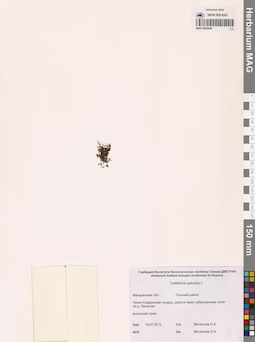 MAG 0002846
