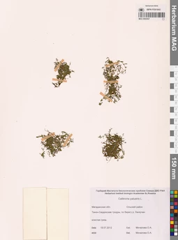 MAG 0002847