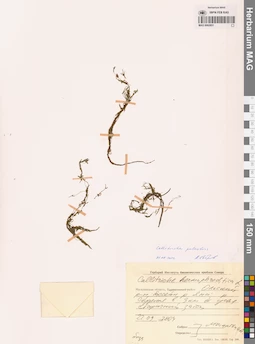 MAG 0002851