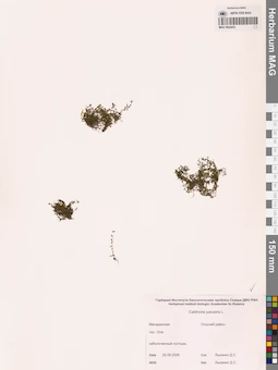 MAG 0002852