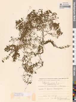 MAG 0002853