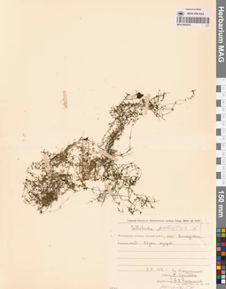 MAG 0002854