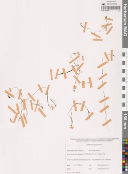 MAG 0002865
