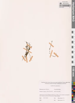 MAG 0002867