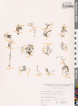 MAG 0002873