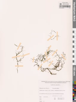 MAG 0002878