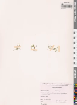 MAG 0002879