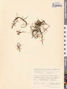 MAG 0002894