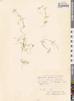 MAG 0002895