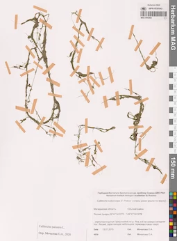 MAG 0002902