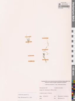 MAG 0002904