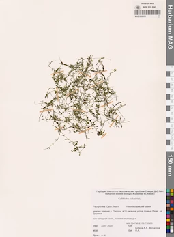MAG 0008059