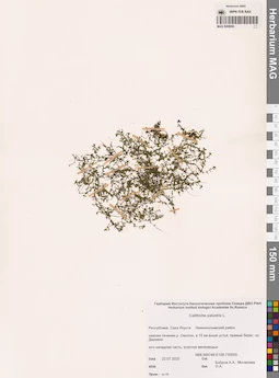 MAG 0008060
