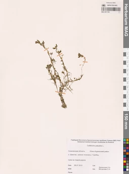 MAG 0011759