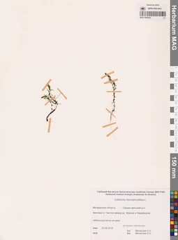 MAG 0002942
