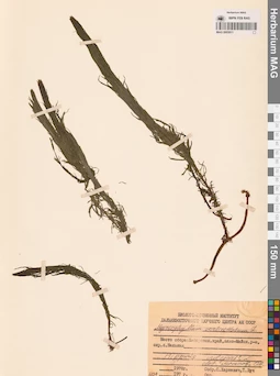 MAG 0003811