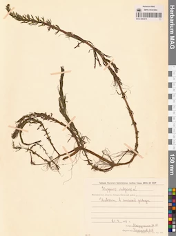MAG 0003815
