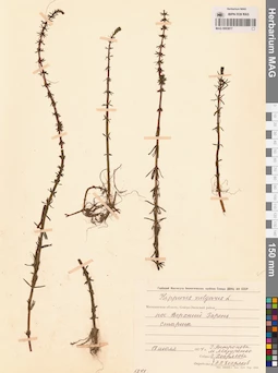 MAG 0003817