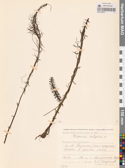 MAG 0003819