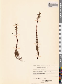 MAG 0003822