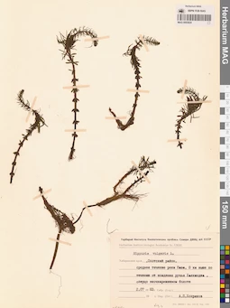 MAG 0003824