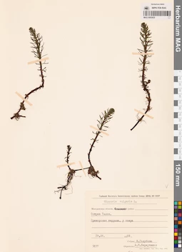 MAG 0003825