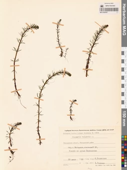 MAG 0003827