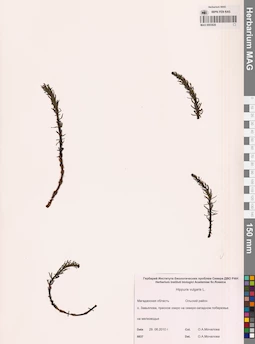 MAG 0003828